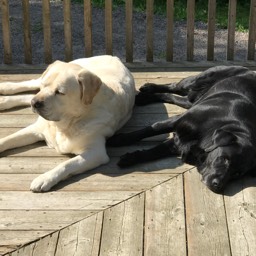 Lazy Bones