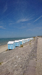 goélande